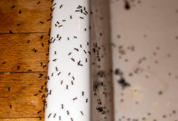 Best Residential Pest Control  in South Chicago Heights, IL