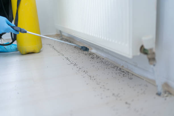 Best Termite Control Services  in South Chicago Heights, IL